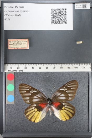 Media type: image;   Entomology 130276